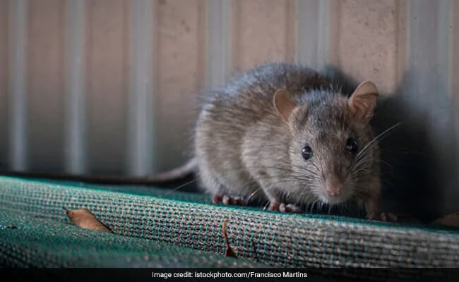Do You Know? Kill Rats To Earn $170,000 A Year