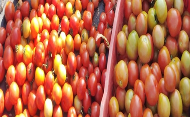 AP farmers throw tomatoes on roads as prices crash