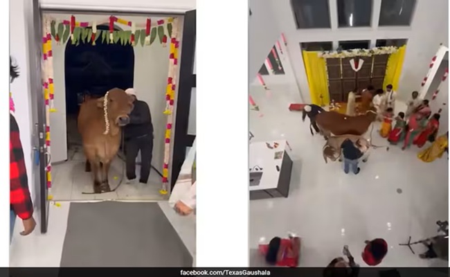 Cow Housewarming Ritual In Texas Triggers Cultural Storm