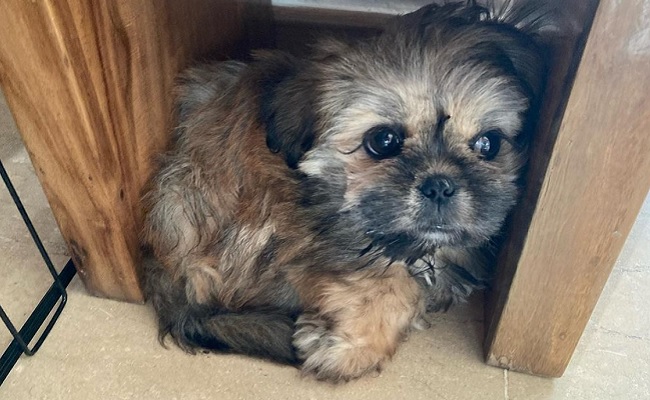 Adivi Sesh has a new 'mighty' member in his family