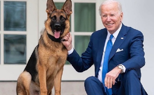 Biden's dog bites Secret Service agent
