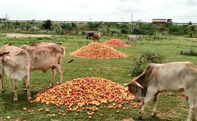 Andhra farmers dump tomatoes in open as price crashes to Rs 3 a kg