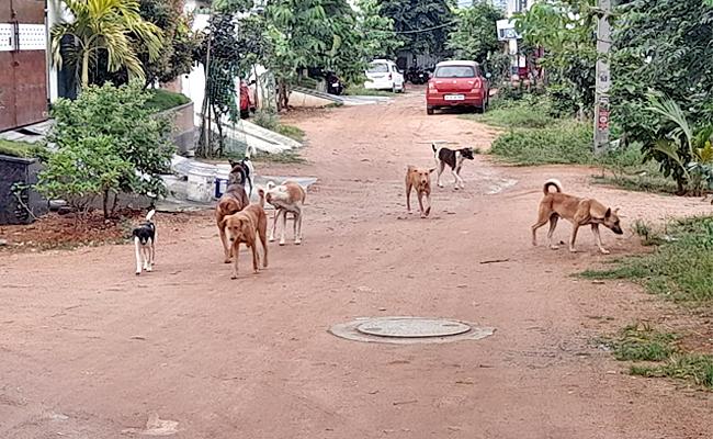 Hyderabad has  lakh stray dogs, officials move to check menace