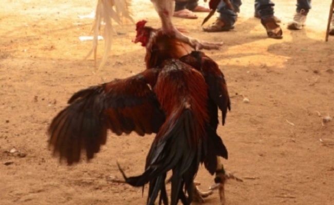 Fowl fights cast shadow on Sankranti cheer in AP