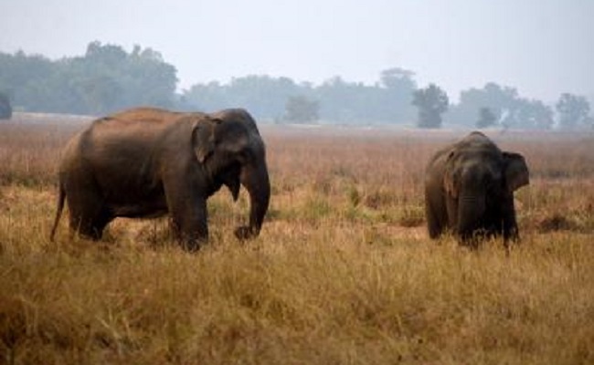 Couple trampled to death by wild elephants in AP