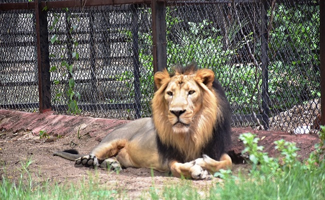 Upasana adopts pair of Asiatic lions at Hyderabad Zoo