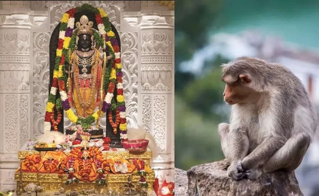 Monkey visits Ram temple, people say it is Hanuman
