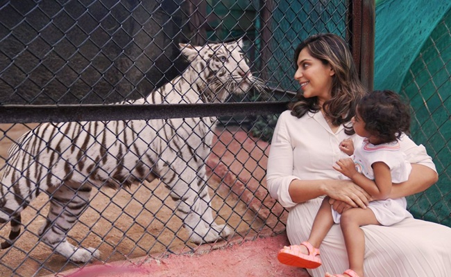 A Tigress Named After Charan Daughter Klin Kaara