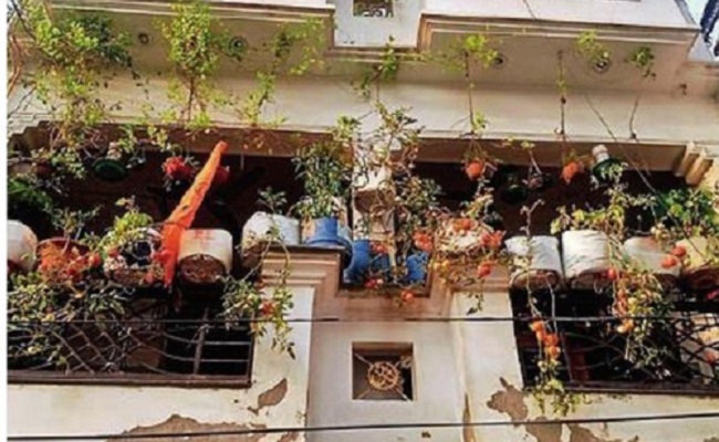 His tomatoes are owner's pride and neighbours' envy