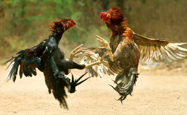 Despite ban, large-scale cockfights in Andhra