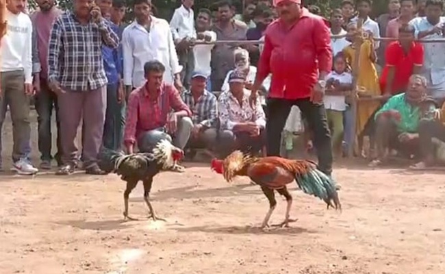 No Betting, But Quick Money at Kodi Pandelu