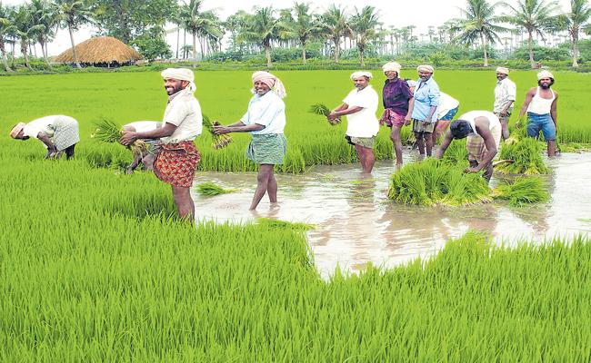 Andhra Procures Record Quantities Of Agri-Produce