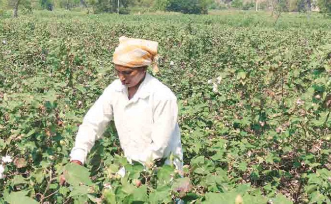 T'gana farmers can now grow only what the govt wants