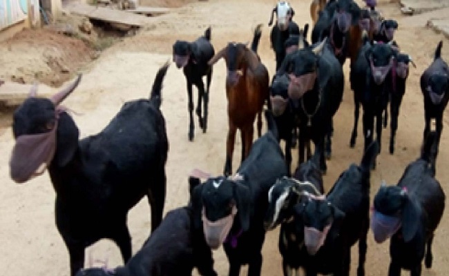 Fearing corona, Telangana farmer puts masks on goats