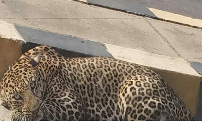 Leopard spotted resting on road in Hyderabad