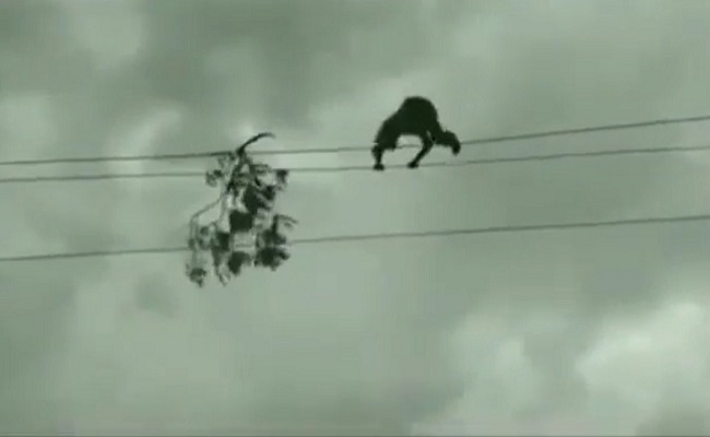 T youth walks on high-tension wire to remove branch
