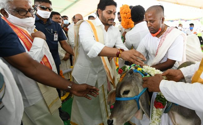 Jagan's cow worship also turns a political issue!