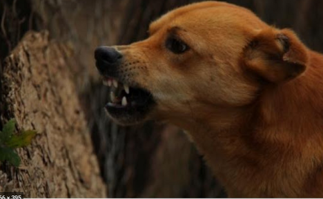 Telangana Home Guard risks life to save dog