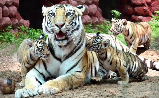 Hyderabad Zoo names tiger cub after Col Santosh Babu