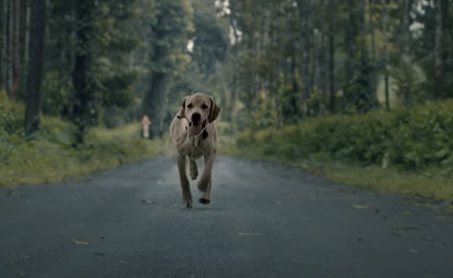777 Charlie Teaser: An adventure of a dog!