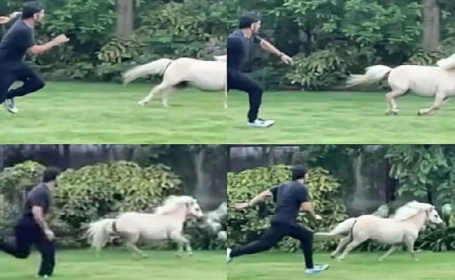 CSK skipper Dhoni 'tests his fitness' with a Shetland pony