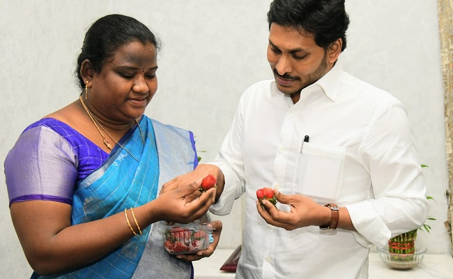 Araku MP Presents Strawberries To Jagan