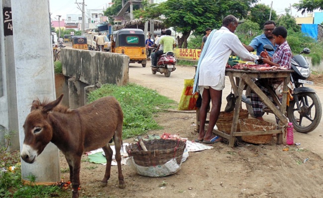 Donkey meat consumption in AP rising as 'aphrodisiac, healer'