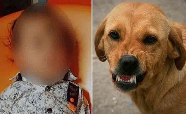 Toddler Mauled to Death by Stray Dogs in Hyd - Great Andhra